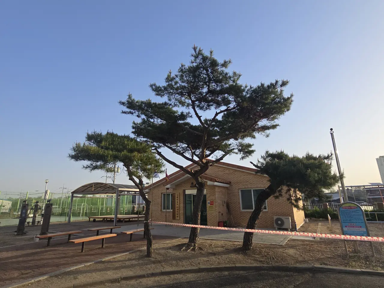 단풍나무 도장지 제거 전정 작업 사진