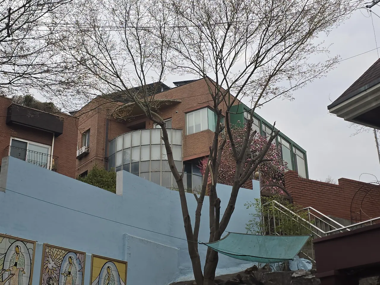 성당 단풍나무전지 작업 전