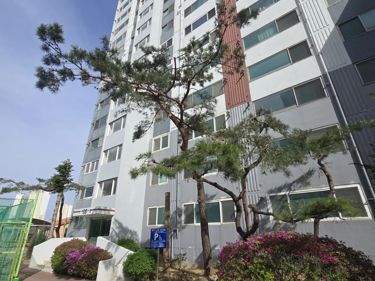 아파트단지 소나무전지 작업 사진